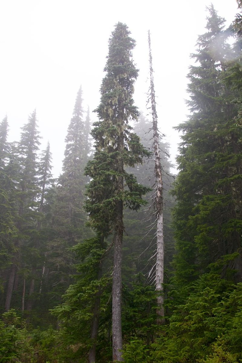 11263148_10152709656742202_4525473719570308218_o